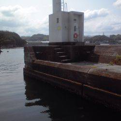 豆アジ３２匹、サヨリ４匹